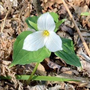 Meet your Posher, Lynn